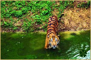 tiger-wildlife-bandhavgarh