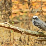 Gir_National_park_Bird