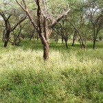 Gir_National_park_Jungle