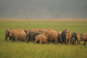 An_elephant_herd_at_Jim_Corbett_National_Park