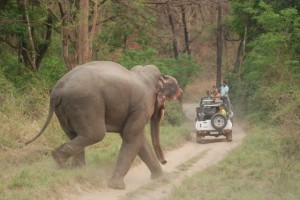 Asian_Elephant_at_Corbett_National_Park_10