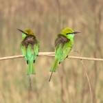 2 Chestnut headed bee-eaters at Jim Corbett National Park, Uttarakhand, India