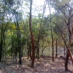 Forest_Kambalakonda_Wildlife_Sanctuary_Visakhapatnam
