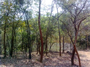 Forest_Kambalakonda_Wildlife_Sanctuary_Visakhapatnam