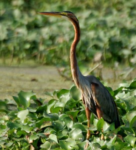 Purple_Heron_(Ardea_purpurea)_in_Kolleru,_AP_W_IMG_4052