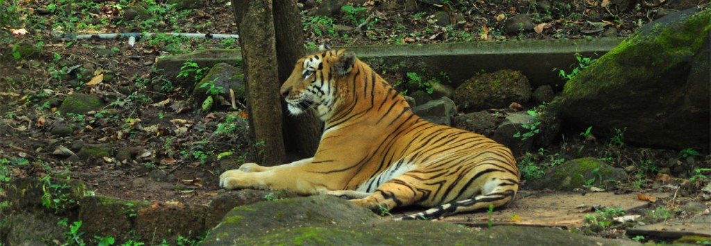 banner-mhadei-wildlife-sanctuary