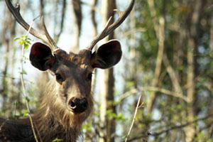 corbett2