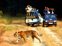 corbett5