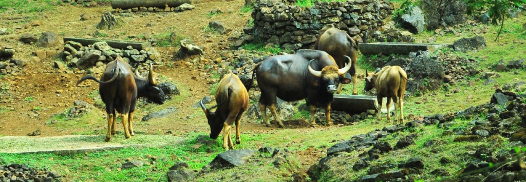 cotigao-wildlife-sanctuary-banner