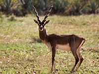 deer_sanctuary