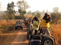 jungle_safari