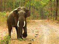 rajaji_national_park