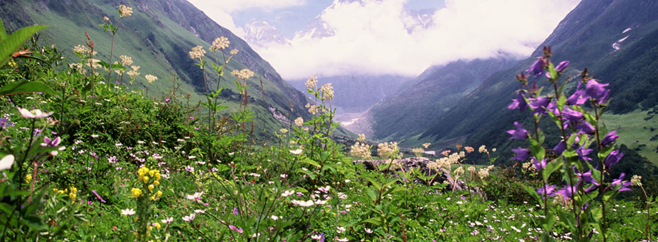 valley_of_flowers_banner