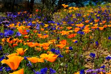 vally_flower4