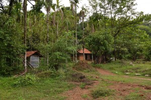 Agumbe_Rain_Forest_Research_Station
