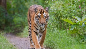 Bengal_Tiger_In_Sundarbans_Bangladesh