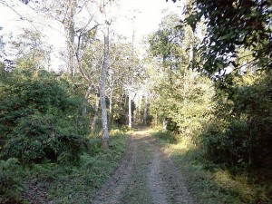 Bura_Chapori_Wildlife_Sanctuary_in_Assam