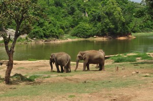 Elephants_at_bannerghatta_national_park