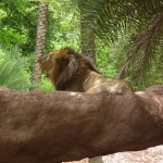 Indian_Lion_from_Nehru_Zoological_park_Hyderabad_4278