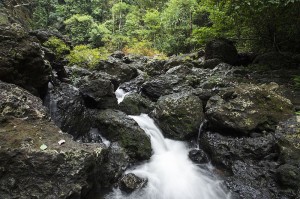 Jogigundi_Agumbe_2015_IMG_4338