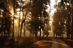 Morning-in-kanha-park