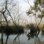 Shadow_at_Dudhwa