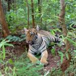 Tiger_at_Tadoba