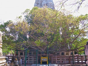 Bodhgaya_3639641913_f4c5f73689_t