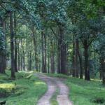 Morning_at_Parambikulam_Tiger_Reserve