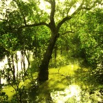 Sundarbans (Sundari Trees)