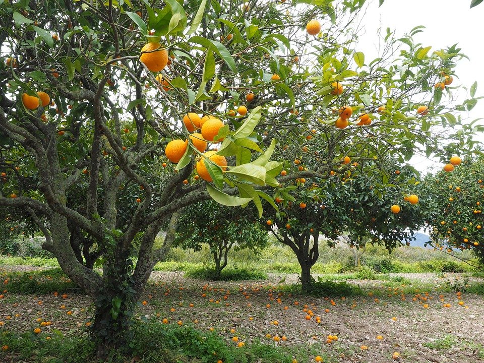 Orange Orchards